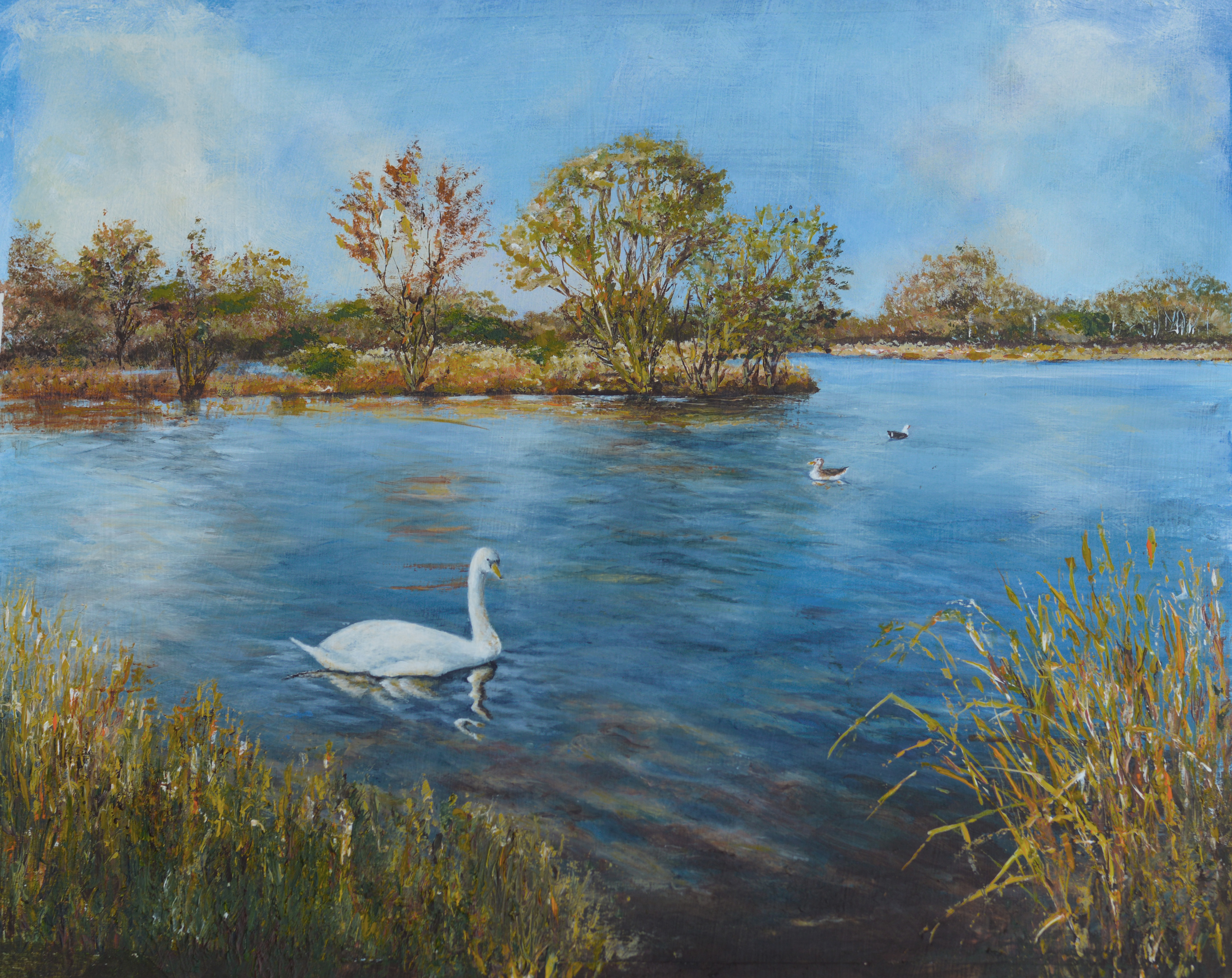 Birnie Swan - acrylic - Marian Shepherd Birnie Swan - acrylic - Marian Shepherd